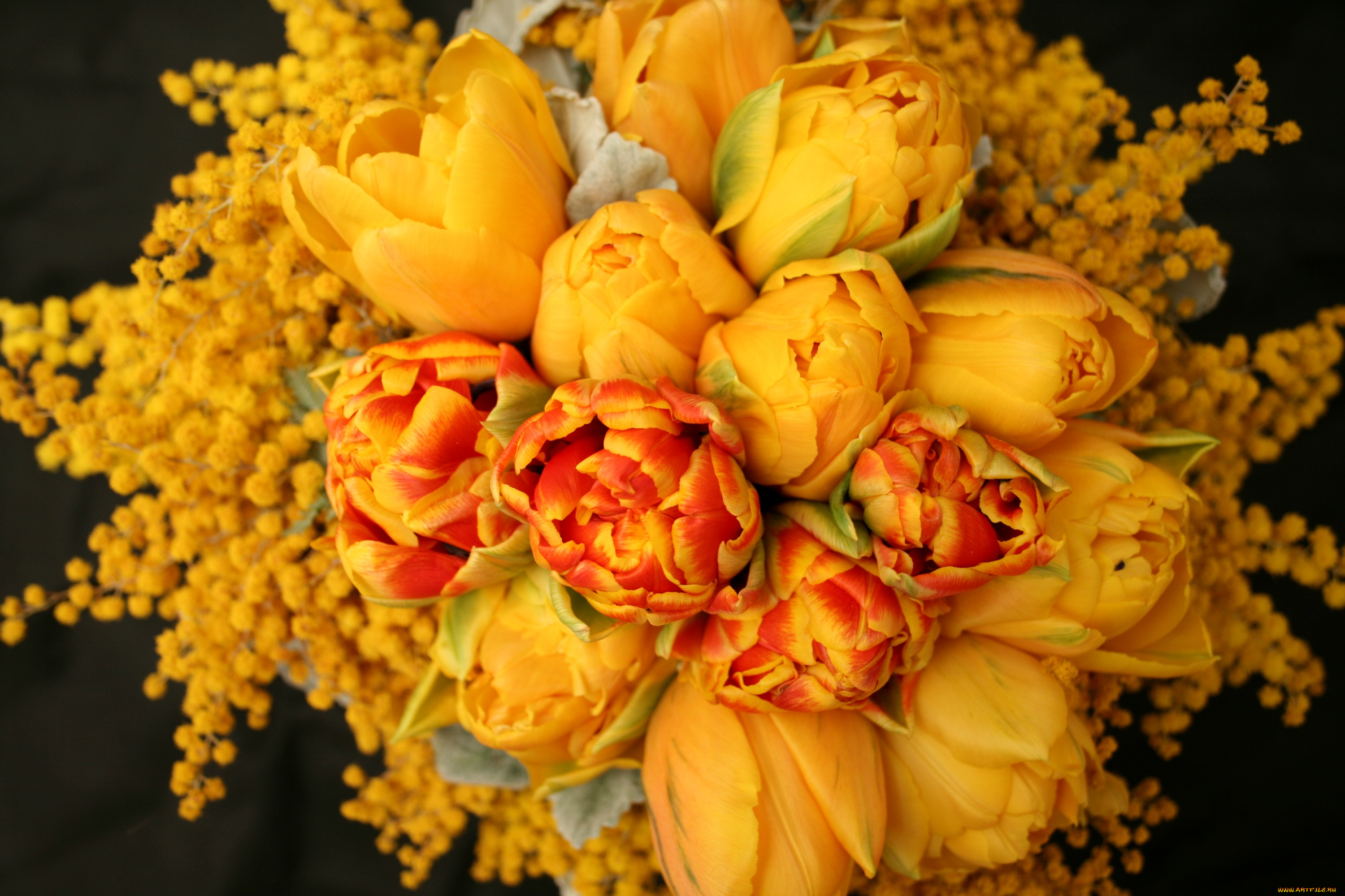 Мимоза фото цветов букеты. Мимоза и тюльпаны. Желтые пионовидные тюльпаны букет. Пионовидные тюльпаны с мимозой. Цветы розы - мимозы.
